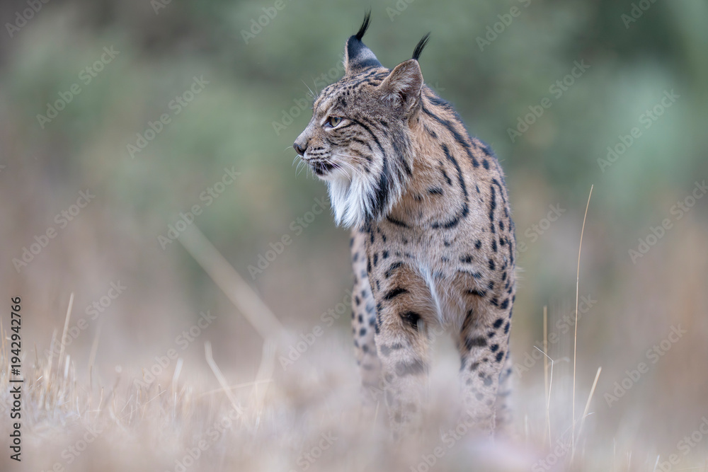 Obraz premium Iberian lynx