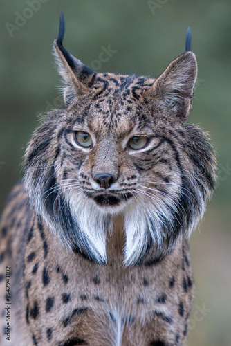  Iberian lynx close up portrait