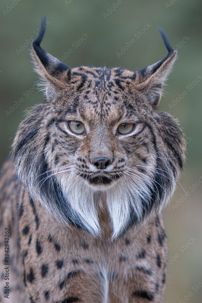 Fototapeta premium Iberian lynx close up portrait