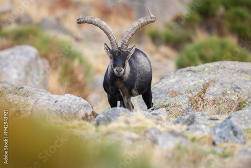 Obraz na płótnie Iberian ibex