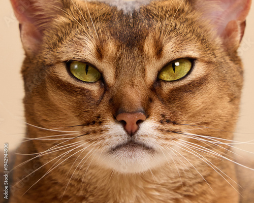 Abyssinian cat's face is shown in extreme closeup, highlighting its intense eyes and fine fur texture. The symmetrical facial features are captured in studio lighting.