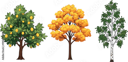 Set of different seasonal trees including lemon fruit tree, autumn foliage tree and birch tree illustration isolated on white background botanical nature collection