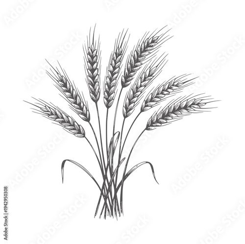 Black and white of a bunch of wheat stalks with leaves grain agriculture harvest