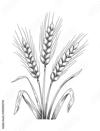 Black and white of three wheat stalks with leaves grain plant agriculture