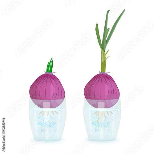 Onion sprouting in water glasses at home. Two stages of red onion growing and sprouting green leaves in mug of water. Hydroponic growth process. Plant propagation. Home windowsill gardening. Vector