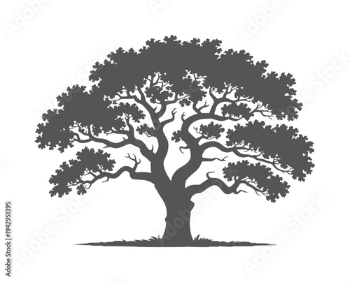Silhouette of a oak tree with sprawling branches and dense foliage ancient