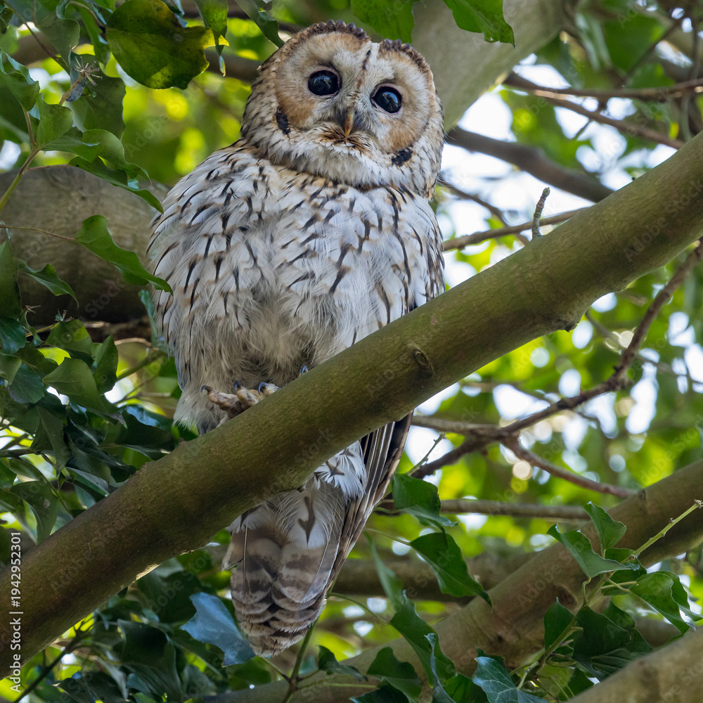 Obraz premium The Tawny owl in a natural surrounding.