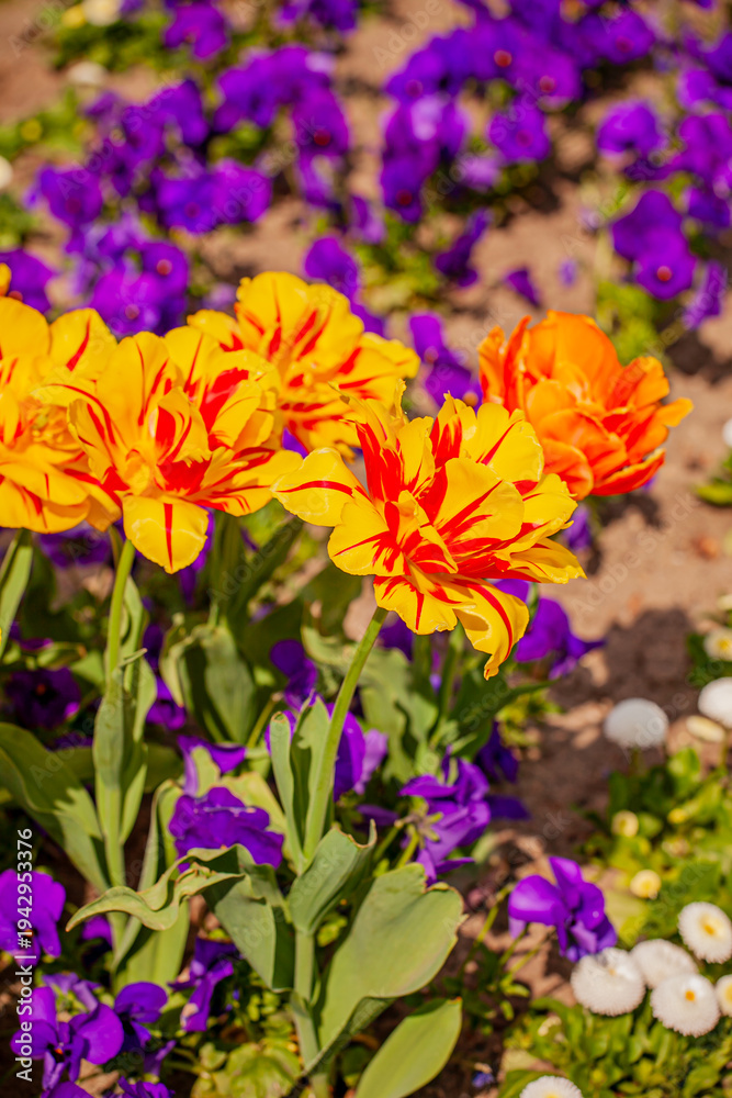 Obraz premium Colorful tulips and vibrant violets dance in the spring sunlight at a blooming garden
