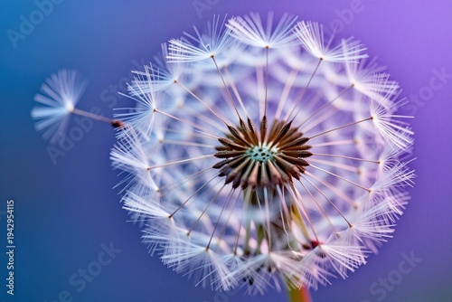A close up of a dandelion with a blue sky in the background_1