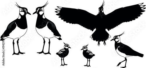 Northern lapwing bird silhouette set with standing, walking and flying poses isolated on white background, wildlife avian illustration for nature and ornithology design