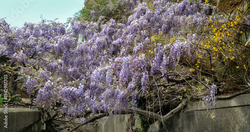cascades Blooming purple wisteria with yellow Forsythia in spring
