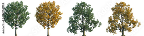 Set of autumn and summer Liriodendron (the common name tulip tree, tulip poplar or yellow poplar) frontal street trees isolated png in sunny daylight on a transparent background perfectly cutout