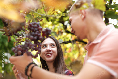 Couple interacting and smiling while harvesting ripe grapes at a vineyard during autumn, enjoying agricultural activity together outdoors