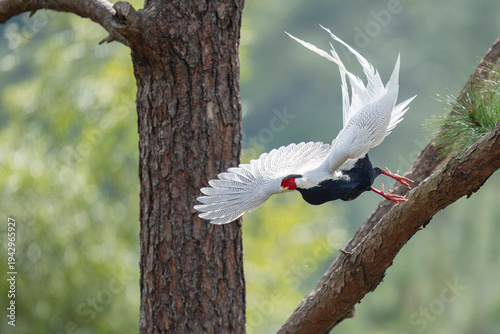 Silver pheasant in a tree