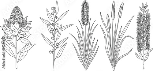 Australian native flowers set with protea eucalyptus bottlebrush and wild grasses line art cad drawing flat vector illustration black.