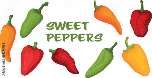 Red green yellow orange peppers set sweet spicy vector illustration paprika bell hot food ingredients vegetables collection
