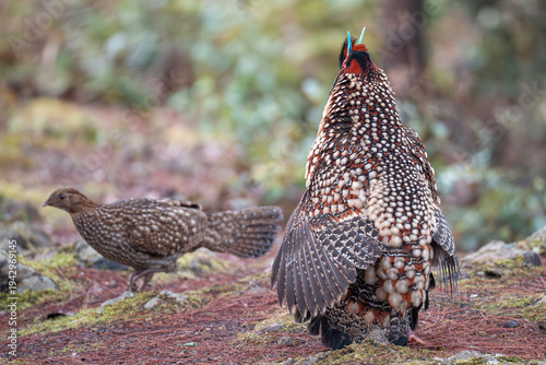 Cabot's tragopan male display in the forest