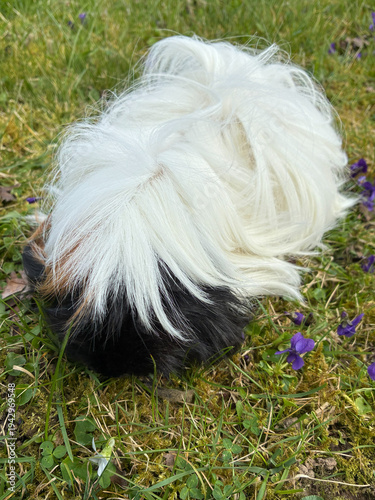meerschweinchen tier natur nager peruaner