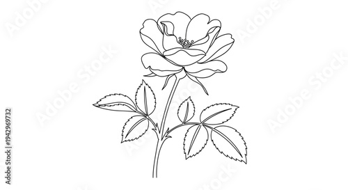 Rose flower botanical line illustration floral plant nature concept vector minimal outline flower isolated background