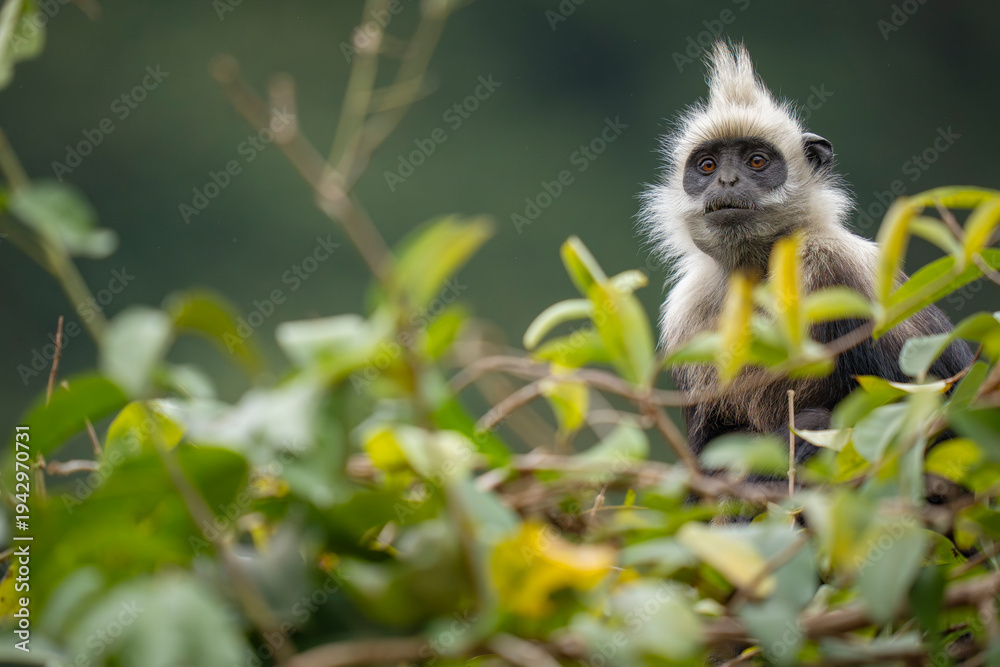 Fototapeta premium White-headed langur portrait