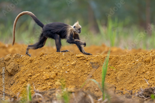 White-headed langur on the ground