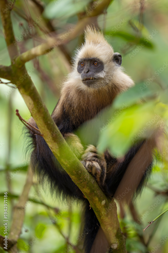 Fototapeta premium White-headed langur in a tree