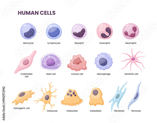 Vector illustration depicting human cells