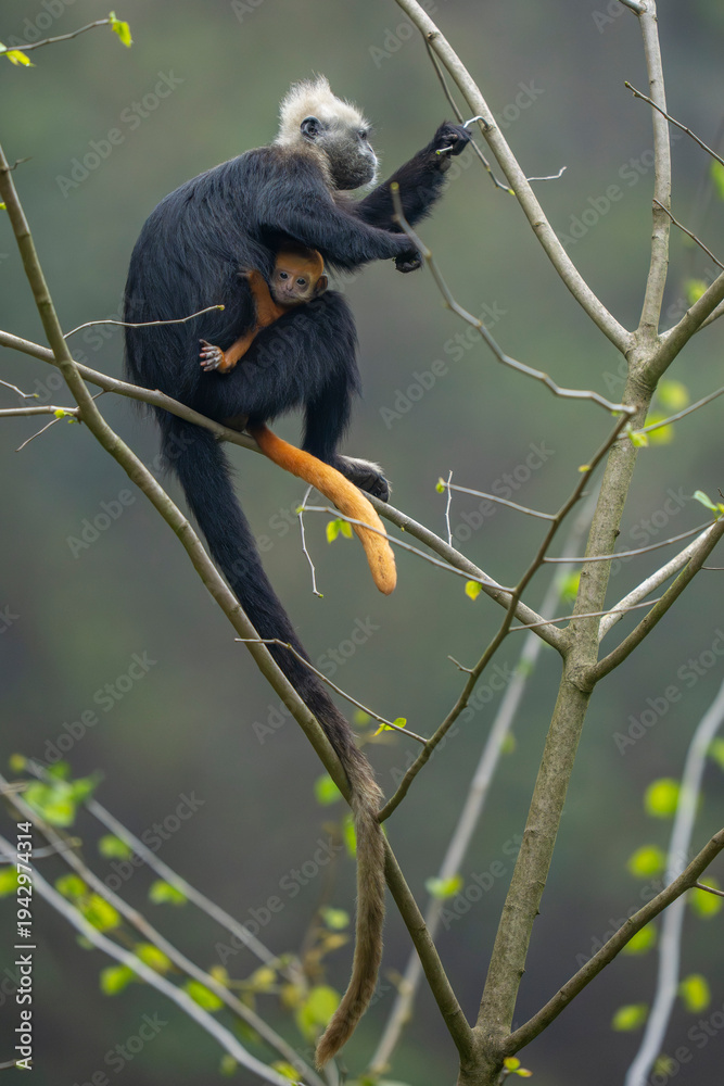 Obraz premium White-headed langur with young in a tree with green leaves