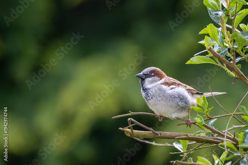 Male House sparrow