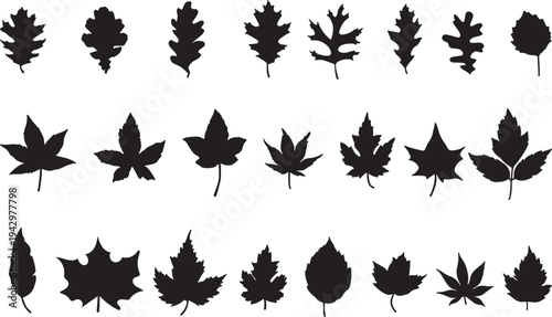 Assorted Silhouettes of Various Leaf Shapes and Sizes isolated on transparent background