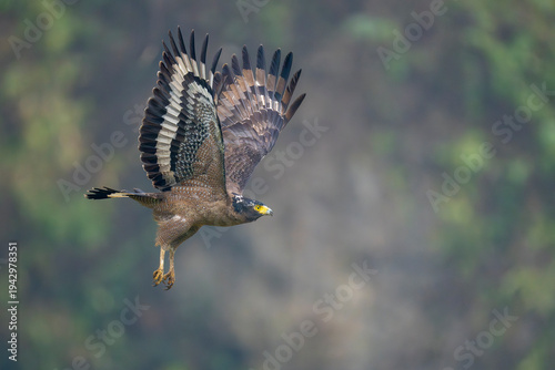 Crested Serpent Eagle
