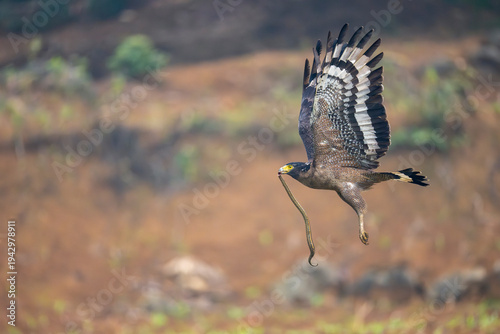 Crested Serpent Eagle with snake prey
