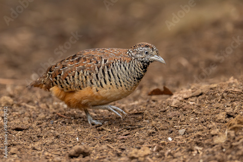 Barred buttonquail or common bustard-quail on the ground