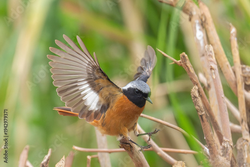 Daurian redstart