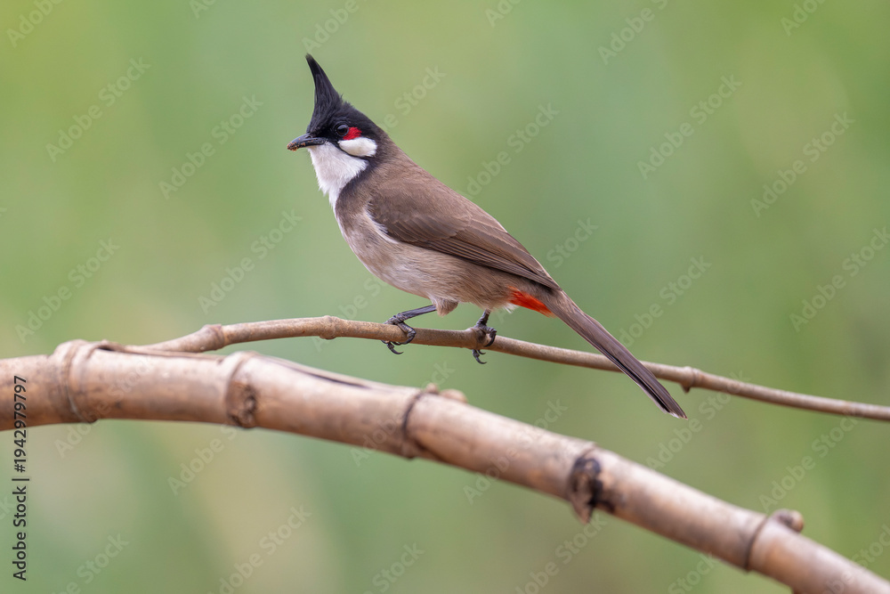 Foto Red-whiskered bulbul