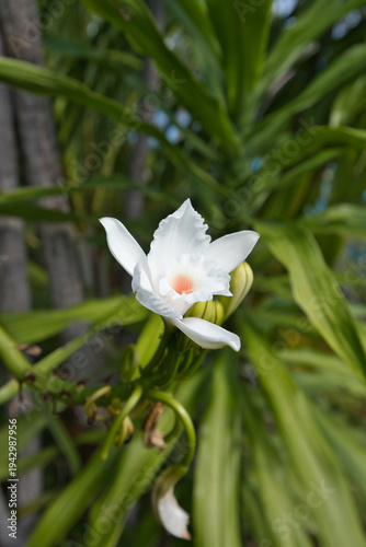 Anse major nature trail, sunny hot day, wild vanilla vine with white flower, Mahe island, Seychelles