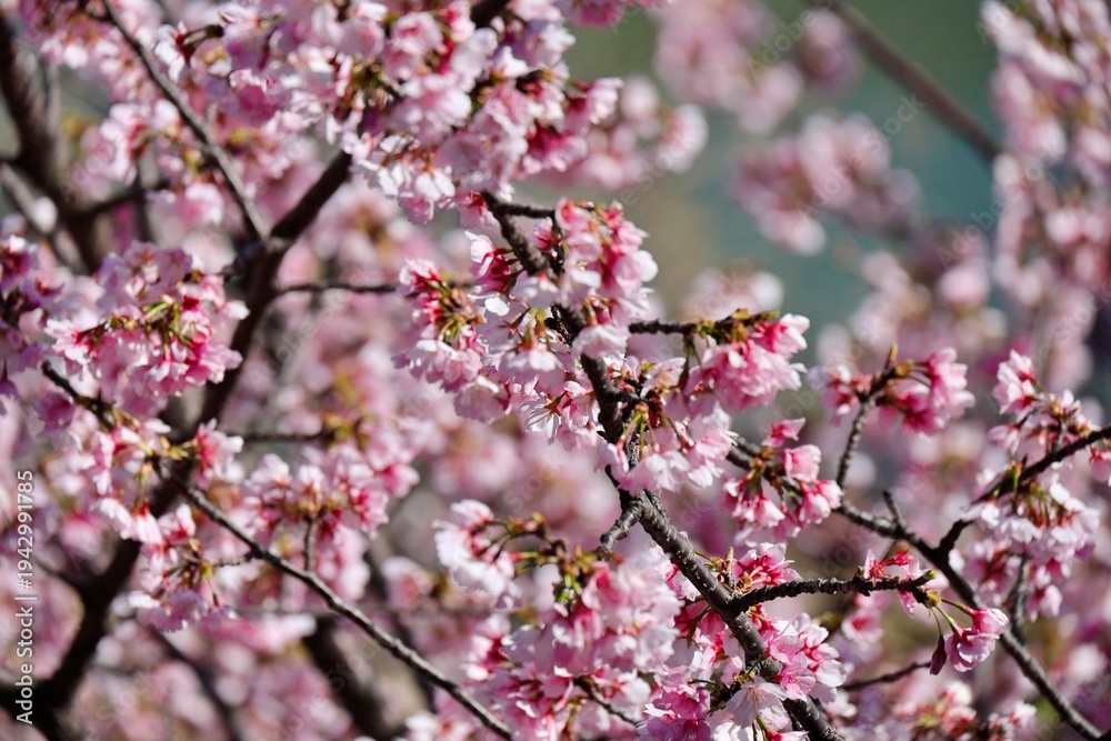 Obraz premium 満開の安行桜