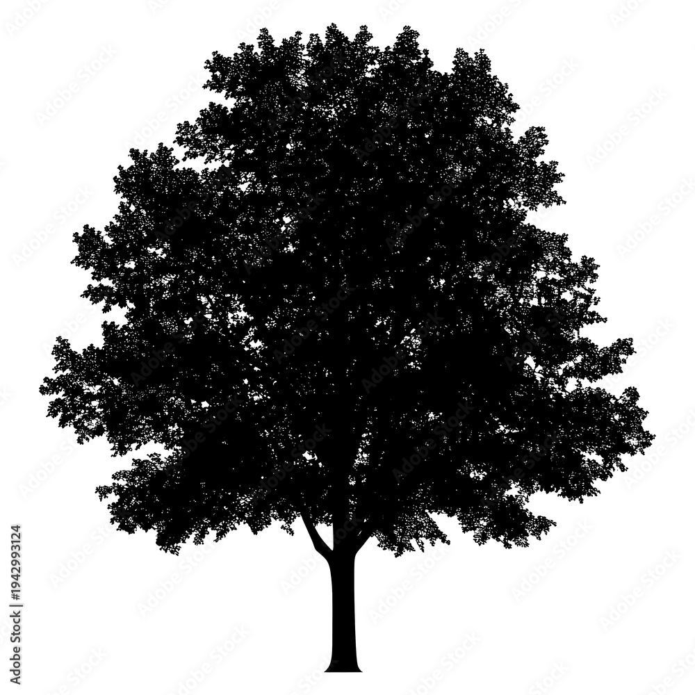 Fototapeta premium PNG Maple tree outline silhouette white illustration.
