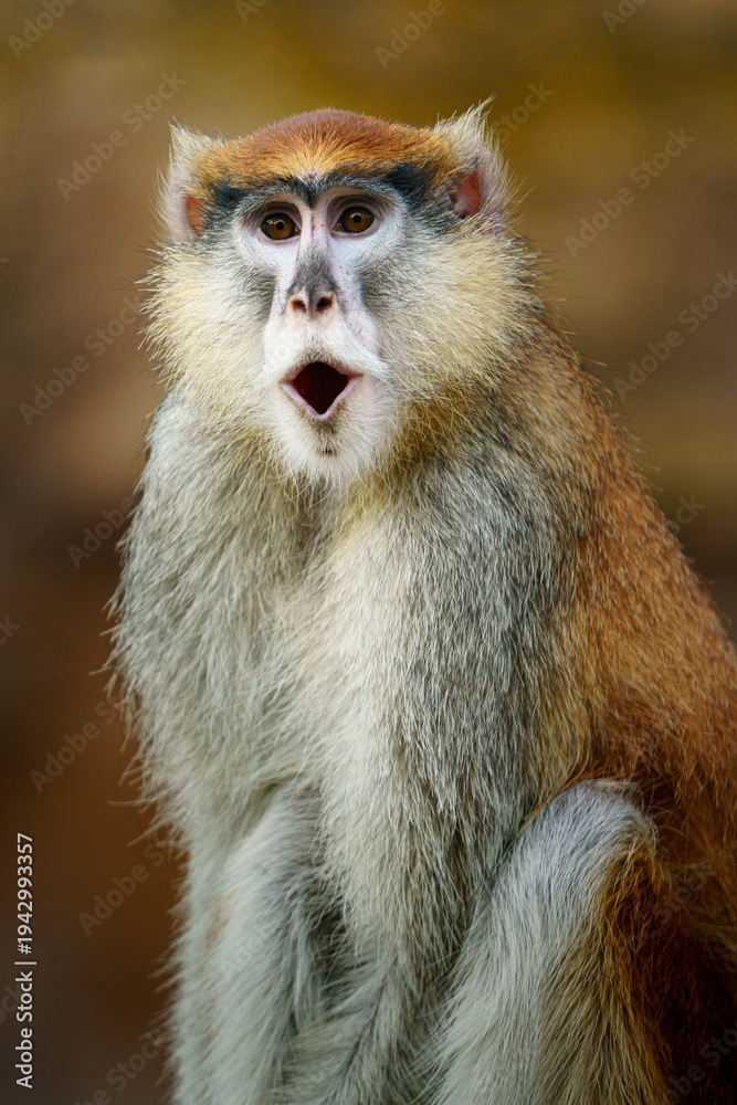 Fototapeta premium Portrait of Patas monkey in zoo
