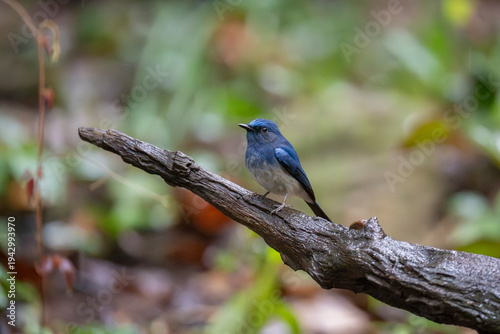 Hainan blue flycatcher in the forest