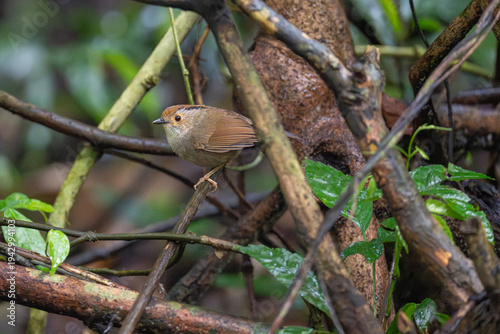 Dusky fulvetta on the forest ground