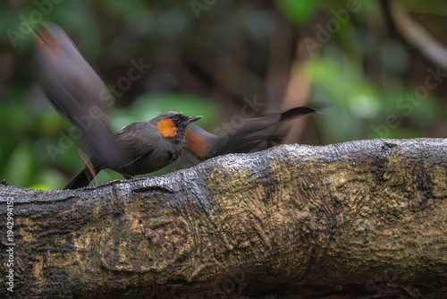 Rufous-cheeked laughingthrush