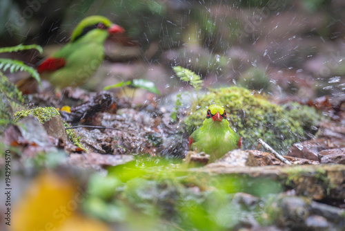 Indochinese green magpie splash in water