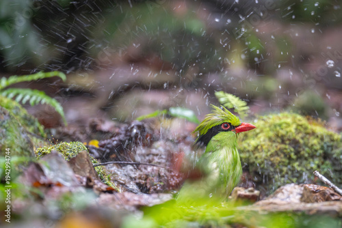 Indochinese green magpie splash in water