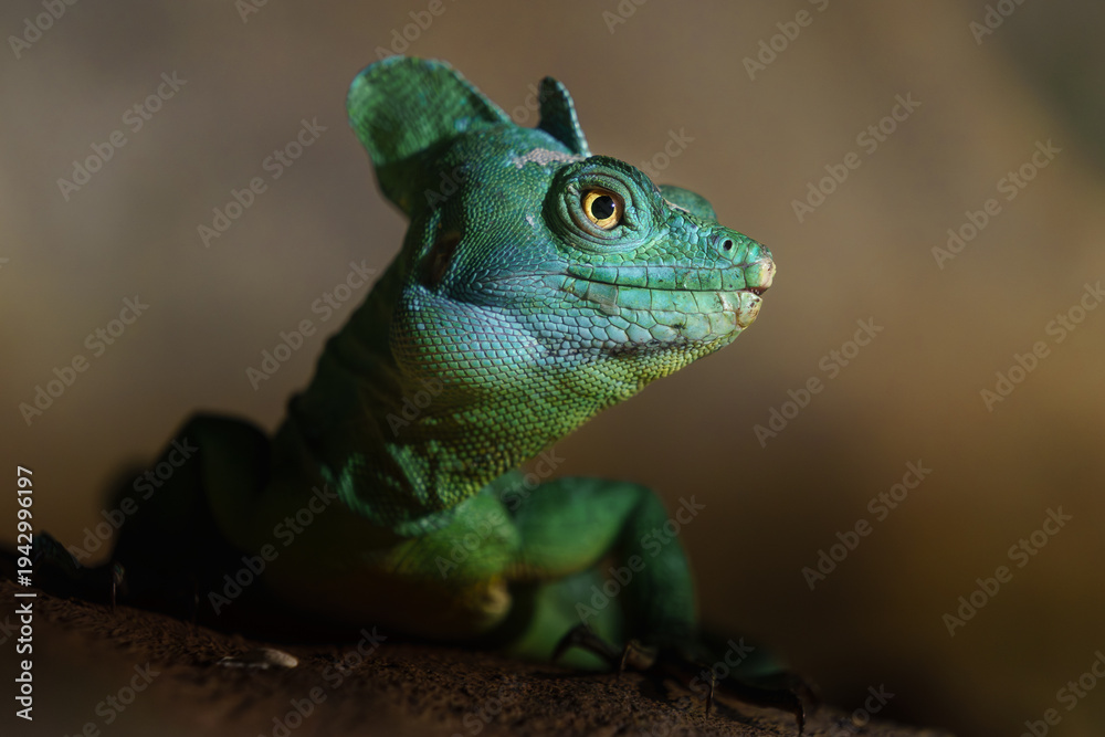 Fototapeta premium Portrait of Green basilisk in terrarium