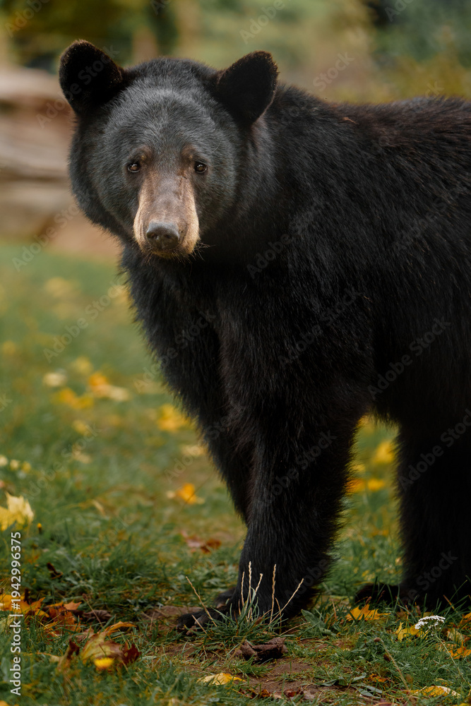 Fototapeta premium American black bear in autumn