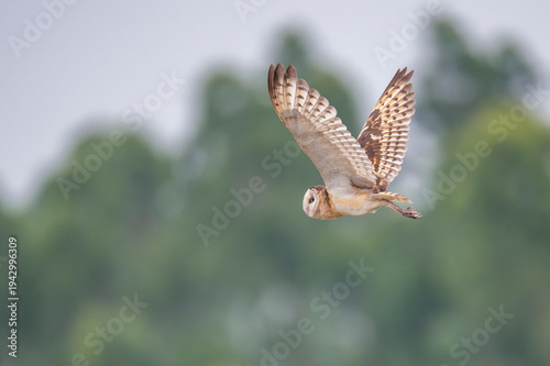 Australasian or Eastern grass owl fly
