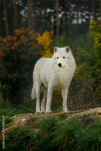 Quadro su tela Portrait of Arctic wolf in autumn