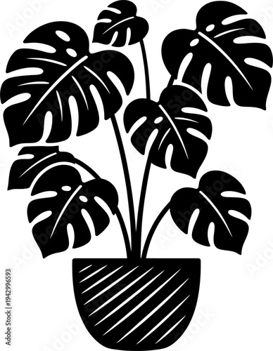 Monstera plant in striped pot with fenestrated leaves silhouette