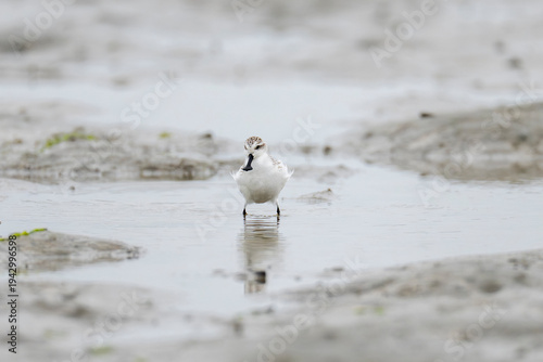 Spoon-billed sandpiper in the sand